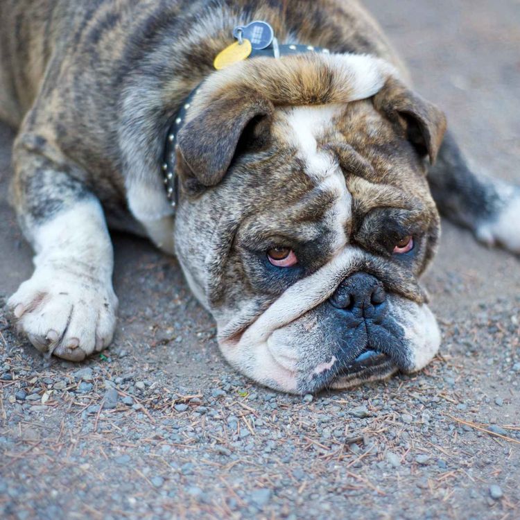 cover art for Are we overfeeding our pets?