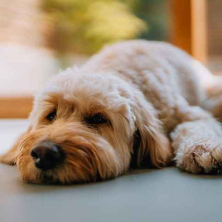 cover art for Should pets be allowed into dining areas?