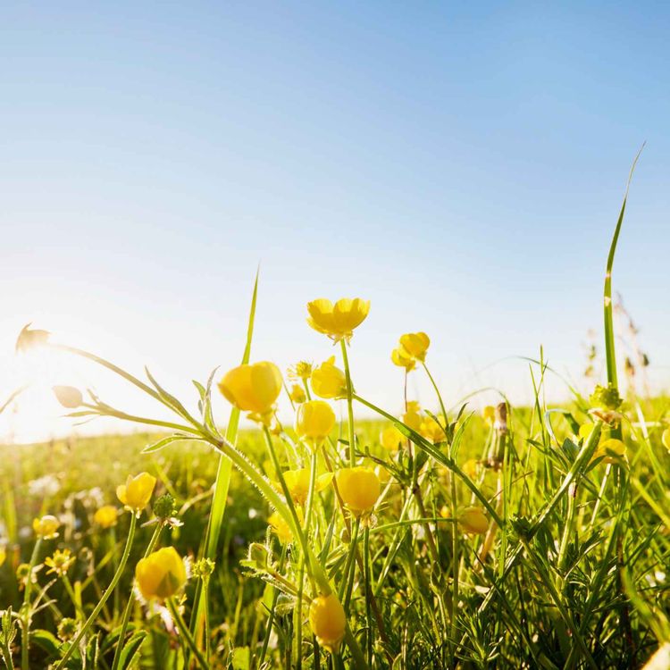 cover art for Ballyhoura is looking for grassland for their polliconnect project