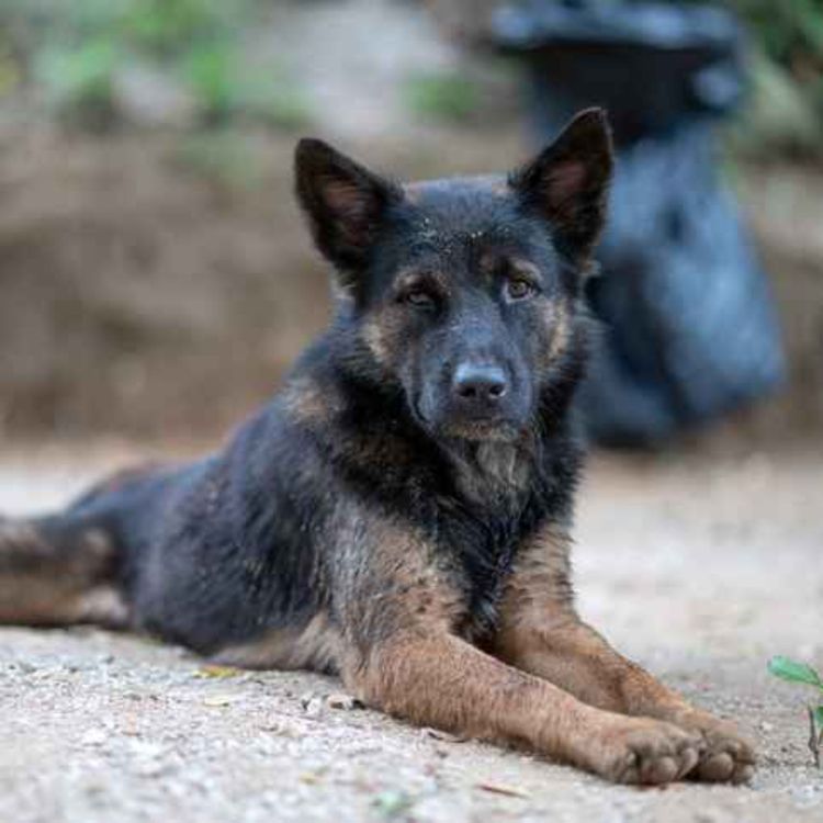 cover art for Ireland described as 'puppy farm capital of Europe'