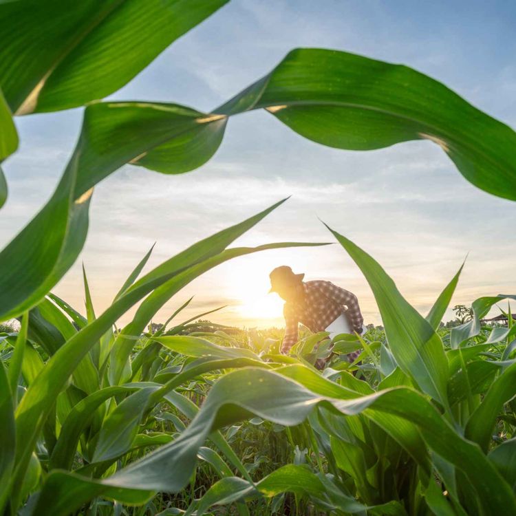cover art for Limerick County IFA Chair Louise Crowley on her return from Brussels and the fair deal chaos