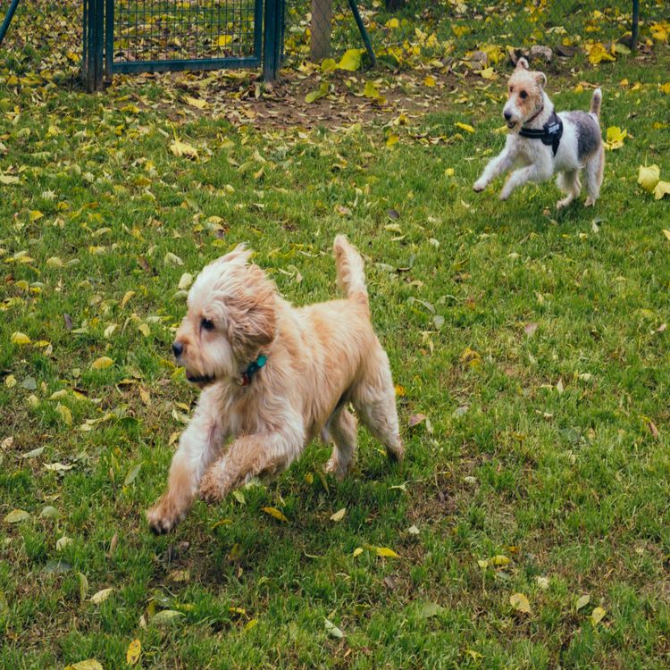 cover art for Limerick's dog parks - residents concerned in Caherdavin