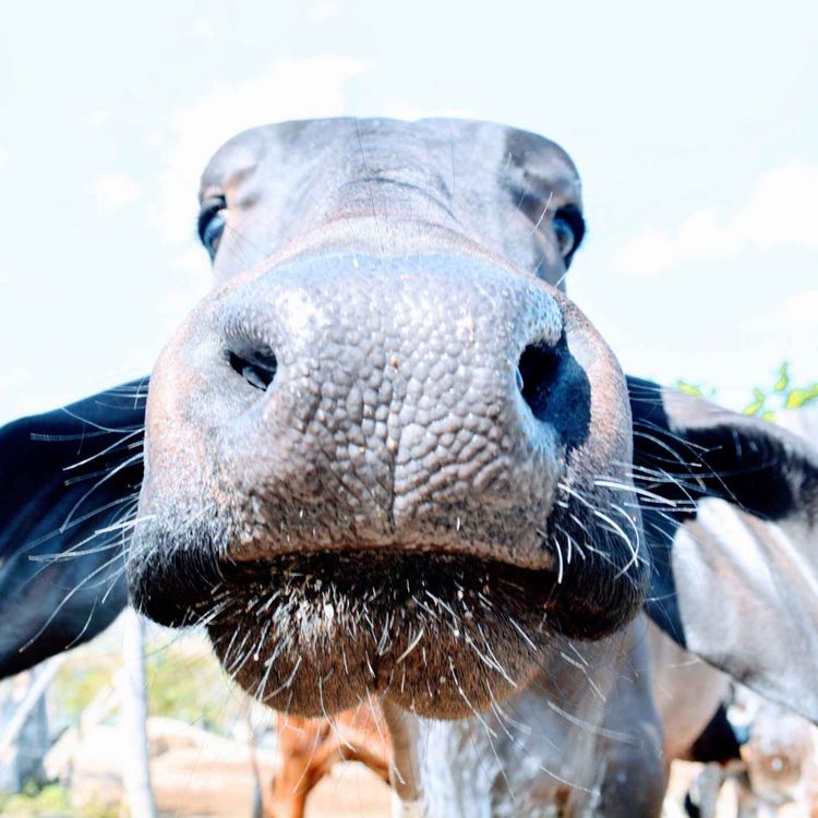 cover art for Limerick IFA explains Blue Tongue and the concerns
