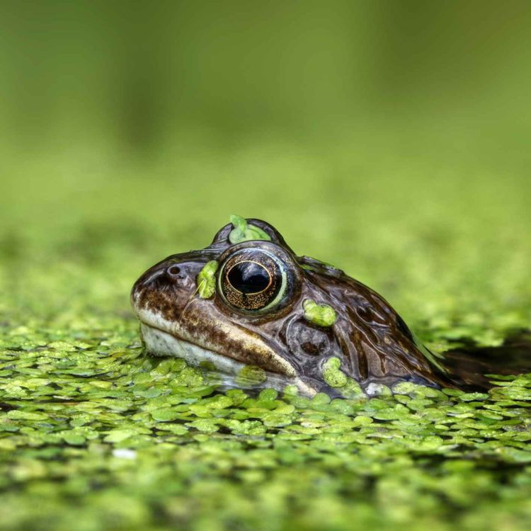 cover art for Limerick people asked to hop to it and track local frogs