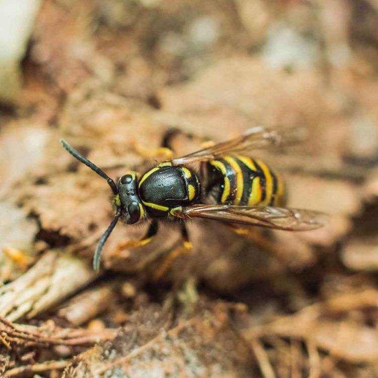 cover art for How will the Asian Hornet impact Ireland - Limerick beekeeper explains