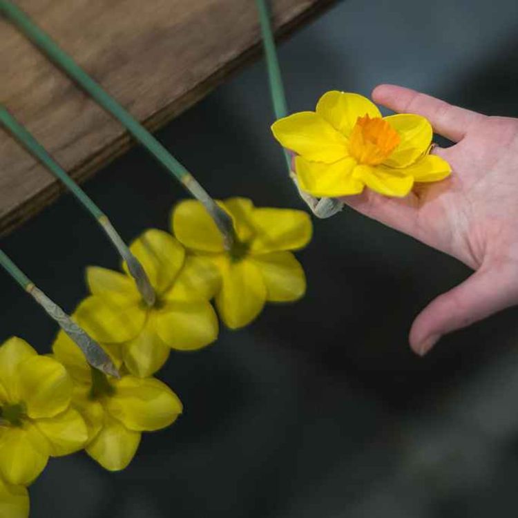 cover art for Today is Daffodil Day, we hear one Limerick woman's cancer journey