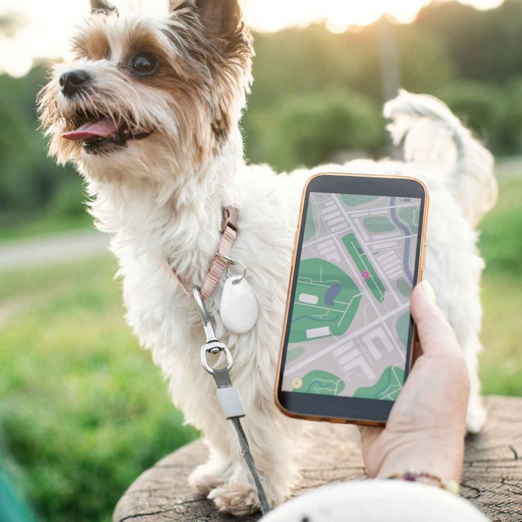 cover art for Interactive missing dog tracking system developed in Limerick