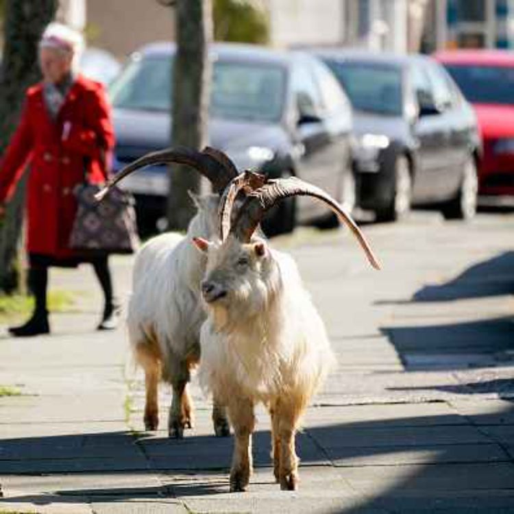 cover art for Limerick’s wandering animals - who’s responsible?