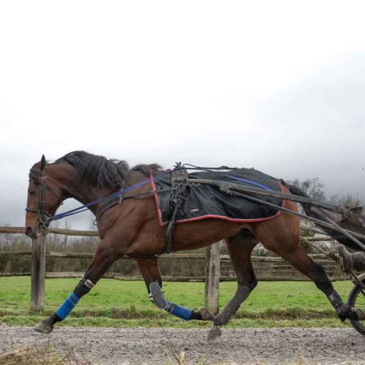 cover art for We hear about the calls for banning sulky racing on public roads