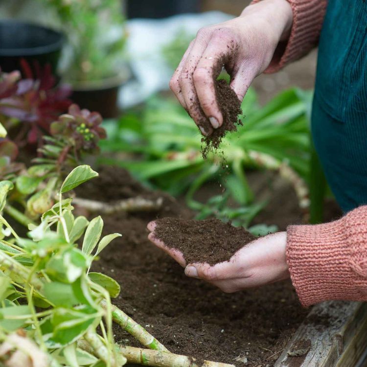 cover art for Limerick summer gardening tips