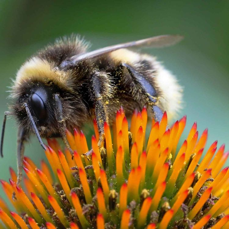 cover art for Limerick pharmacist on how to deal with bee and wasp stings