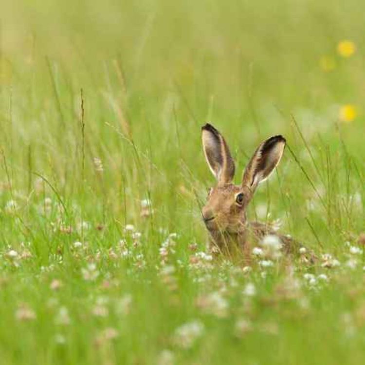 cover art for Limerick's take on the hare coursing ban vote