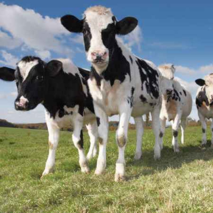 cover art for A Limerick farmer says sick pay for farmers is unrealistic