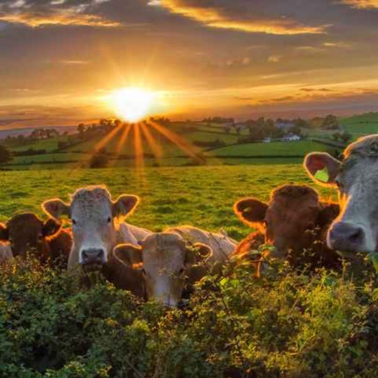 cover art for How are Limerick Farmers fairing in the recent warm weather