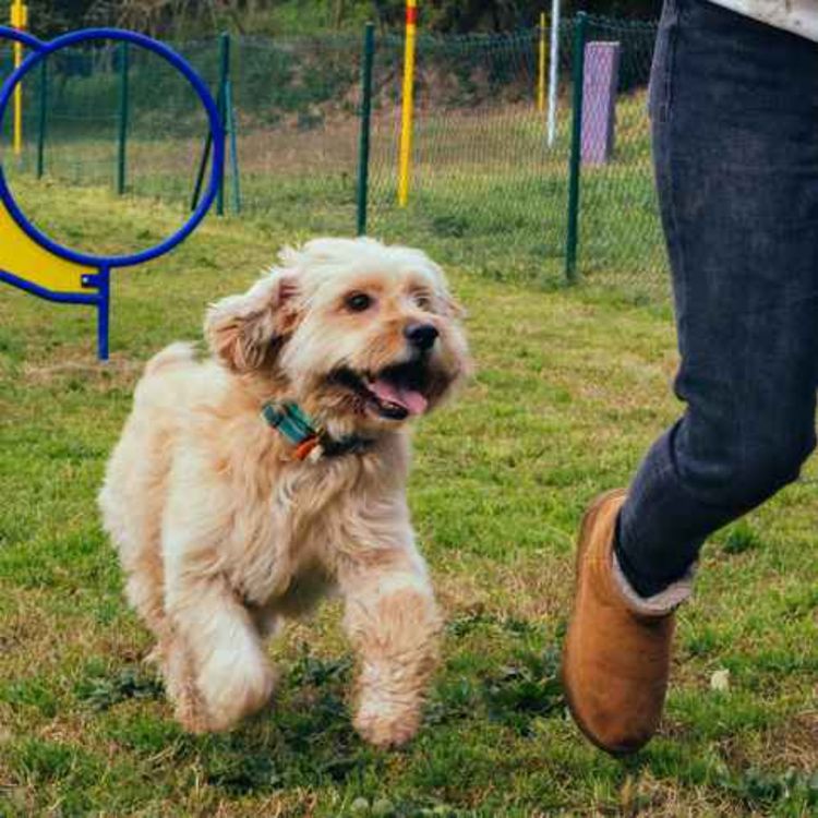 cover art for Big Limerick fundraiser in Adare to support animal rescues
