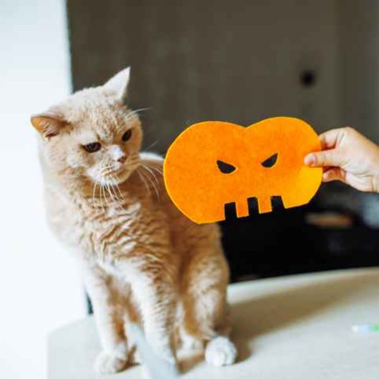 cover art for How can I keep my pet safe this Halloween? Limerick Vet Donal Ryan joins the show