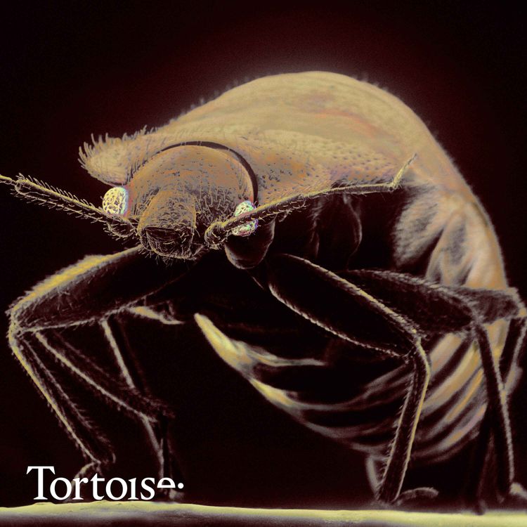 cover art for Ep 698: Don't let the bed bugs bite