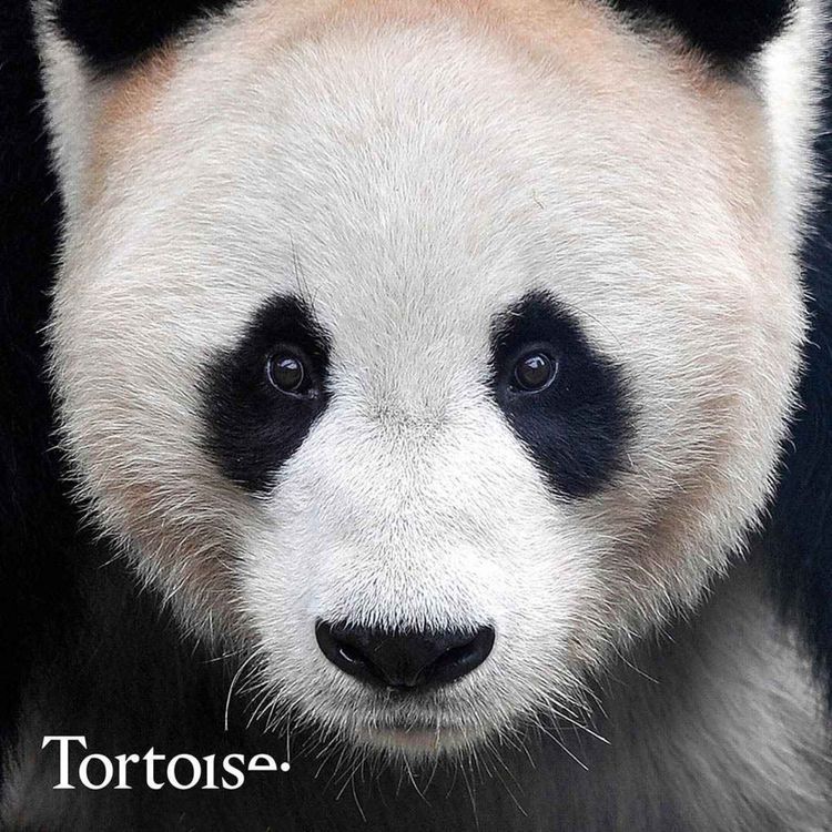 cover art for Ep 739: Edinburgh’s pandas head home