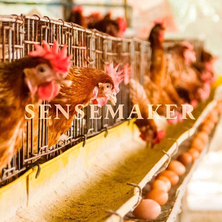 cover art for Can Trump fix America’s eggflation?