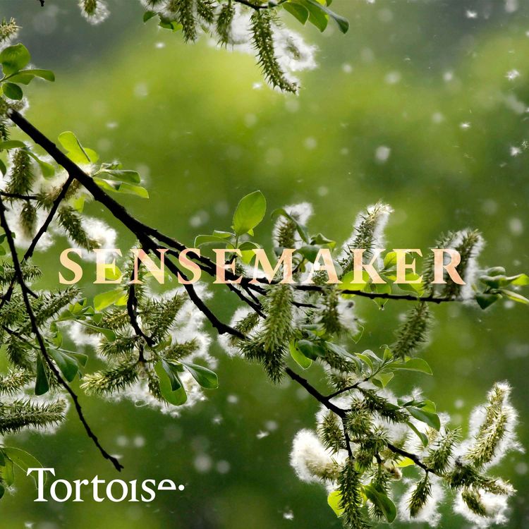 cover art for Why are your allergies worse this year?