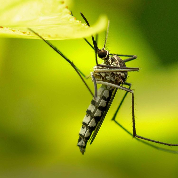 cover art for How do you fight mosquitos with mosquitos?