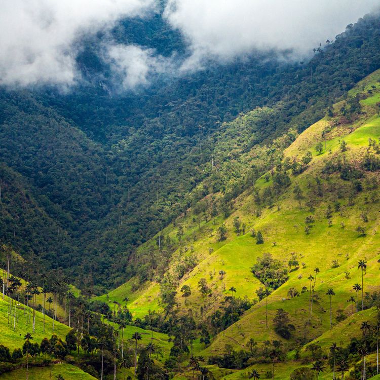 cover art for What are we losing when we turn forests into farmland?