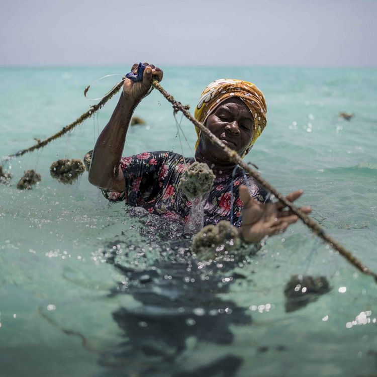 cover art for Why is a 2.6 degree temperature rise so catastrophic?