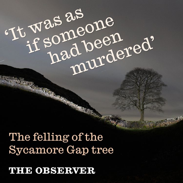 cover art for Sycamore Gap: felling of a tree