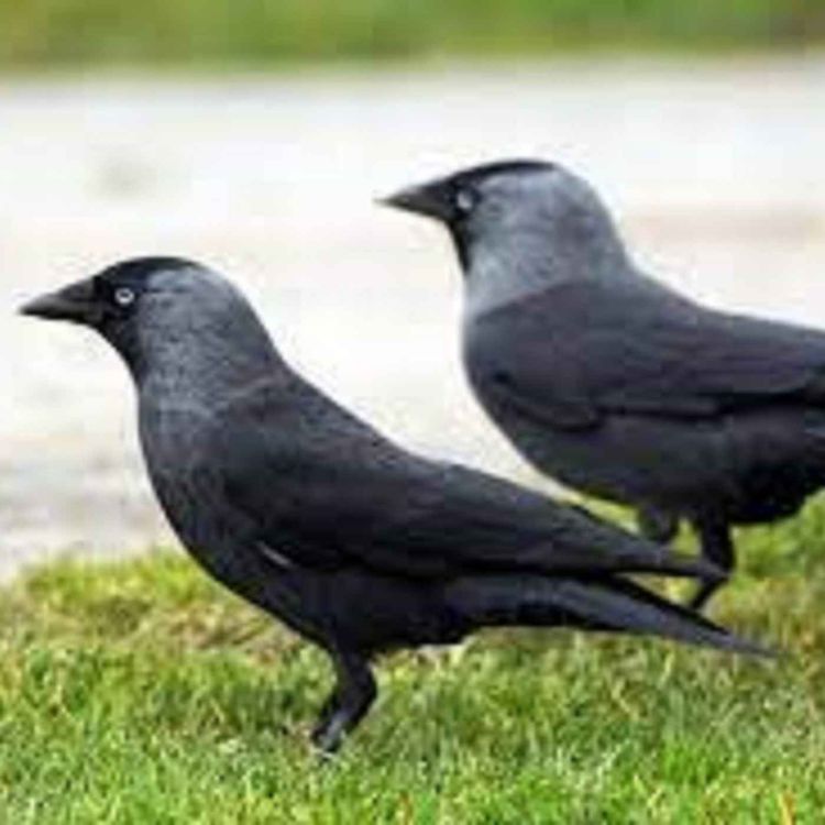 cover art for Late Lunch Thursday March 3rd 2022