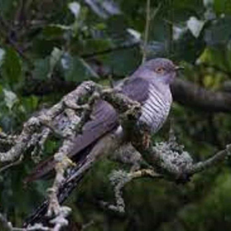 cover art for Late Lunch Tuesday June 7th 2022