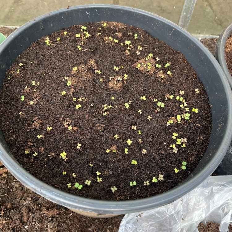 cover art for Late Lunch Tuesday March 7th 2023