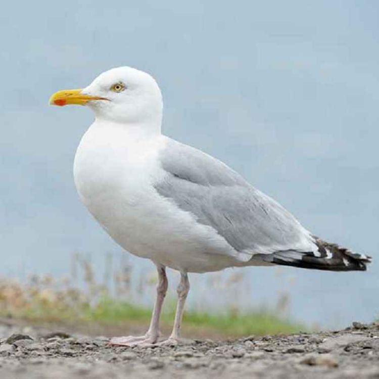 cover art for Late Lunch Thursday July 20th 2023