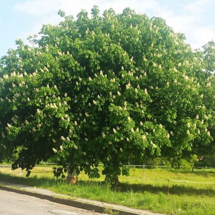 cover art for Late Lunch Wednesday March 6th 2024