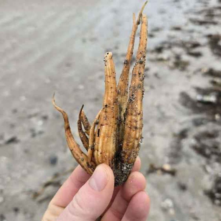 cover art for Toxic Plants on Meath Beaches
