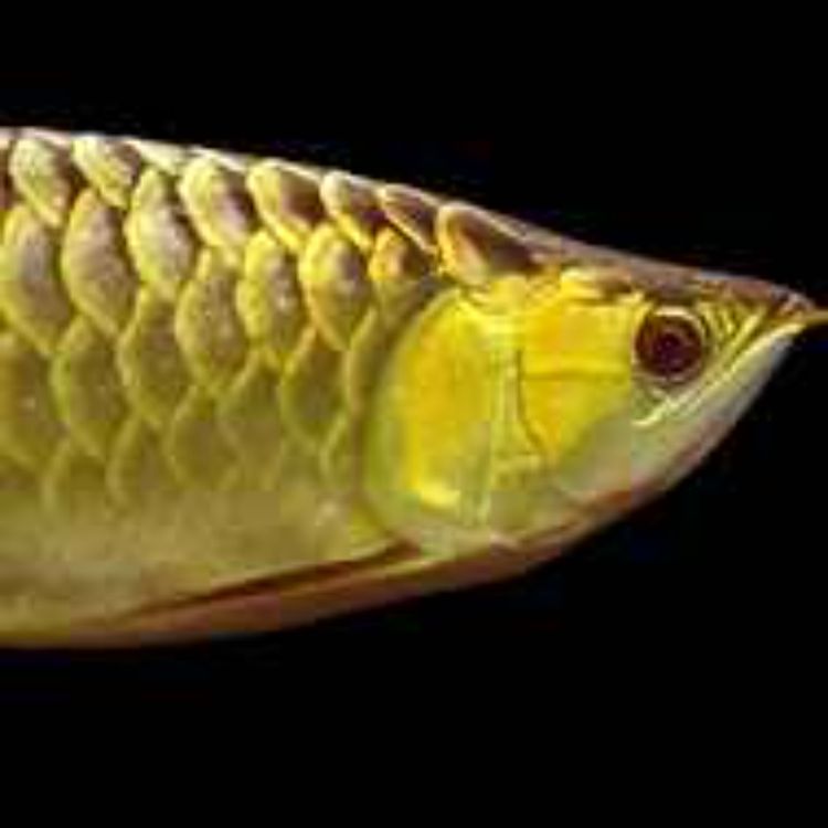 cover art for Ashbourne Home to the Exotic