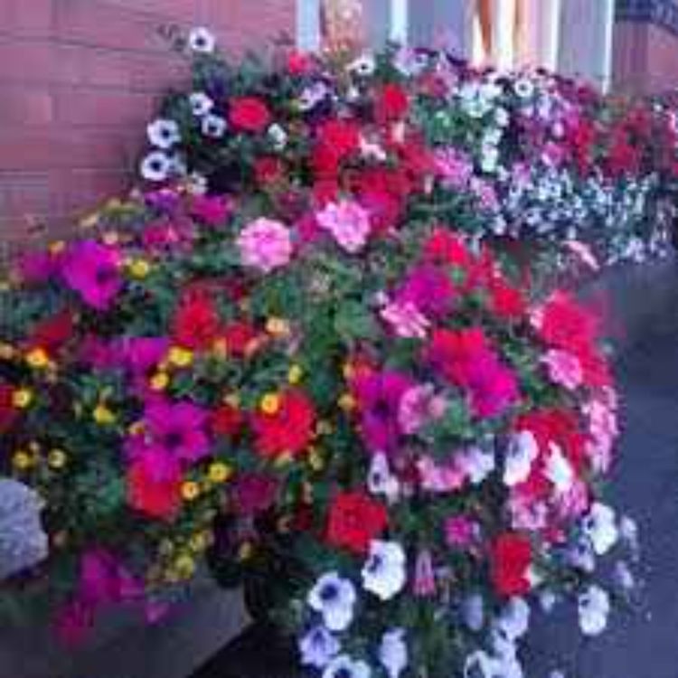 cover art for A Blooming Disgrace