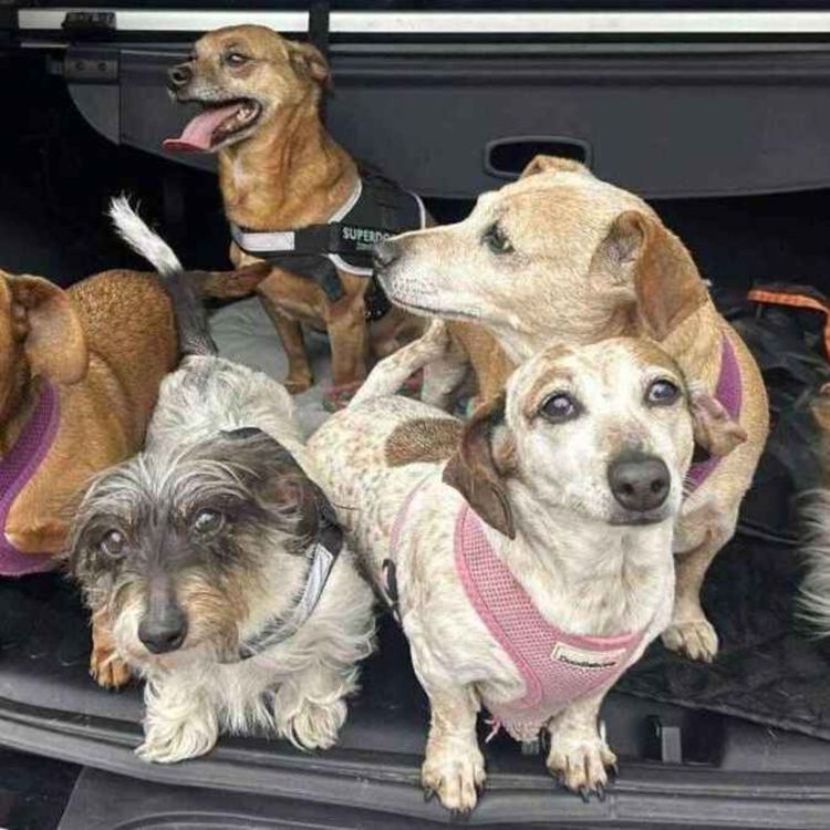 cover art for Alison's Heartbreak