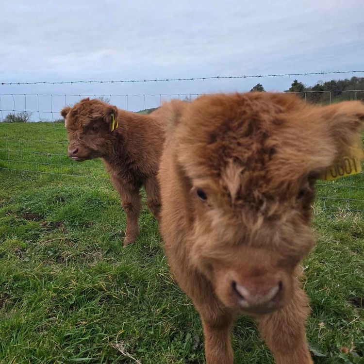 cover art for Chloe Tevlin - Farming in the Blood
