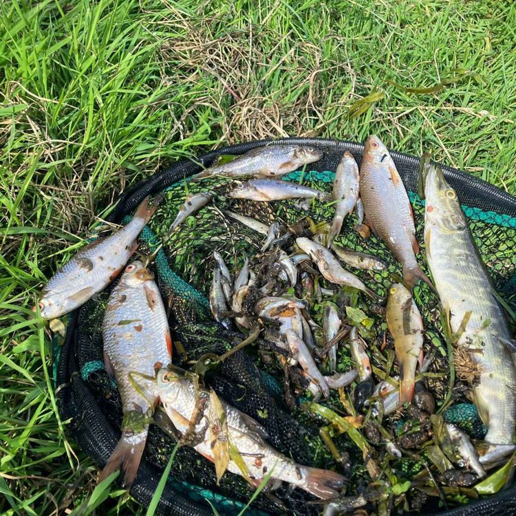 cover art for Pollution Spill Decimates Fish Populations in the River Glyde 