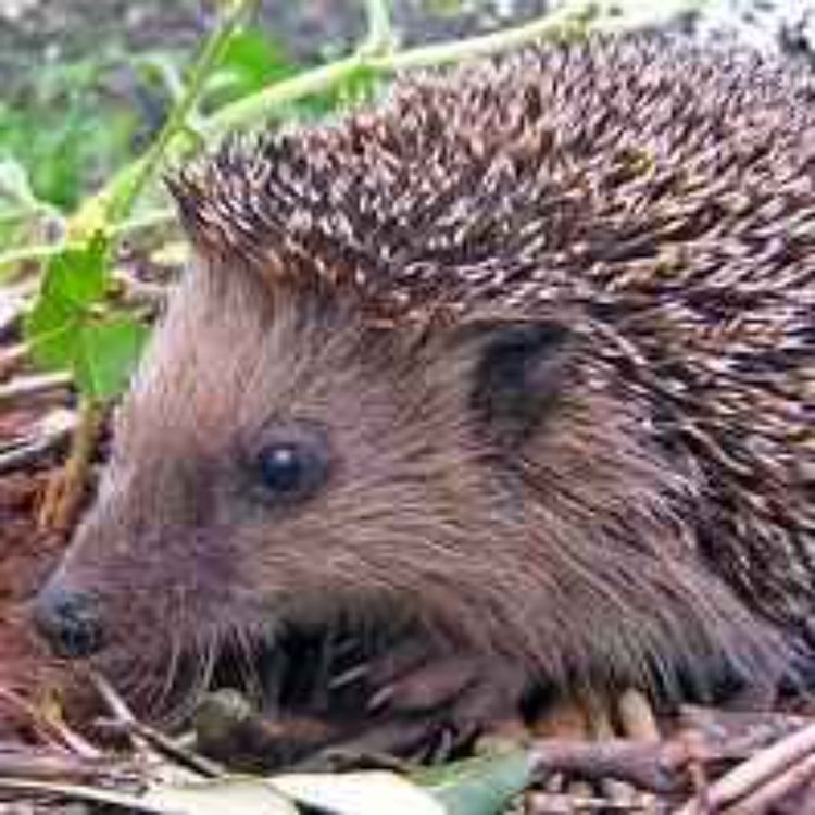 cover art for Hedgehog Survey Appeal