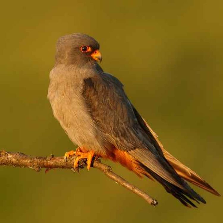 cover art for Falcon Blown Off Course Becomes Tourist Attraction