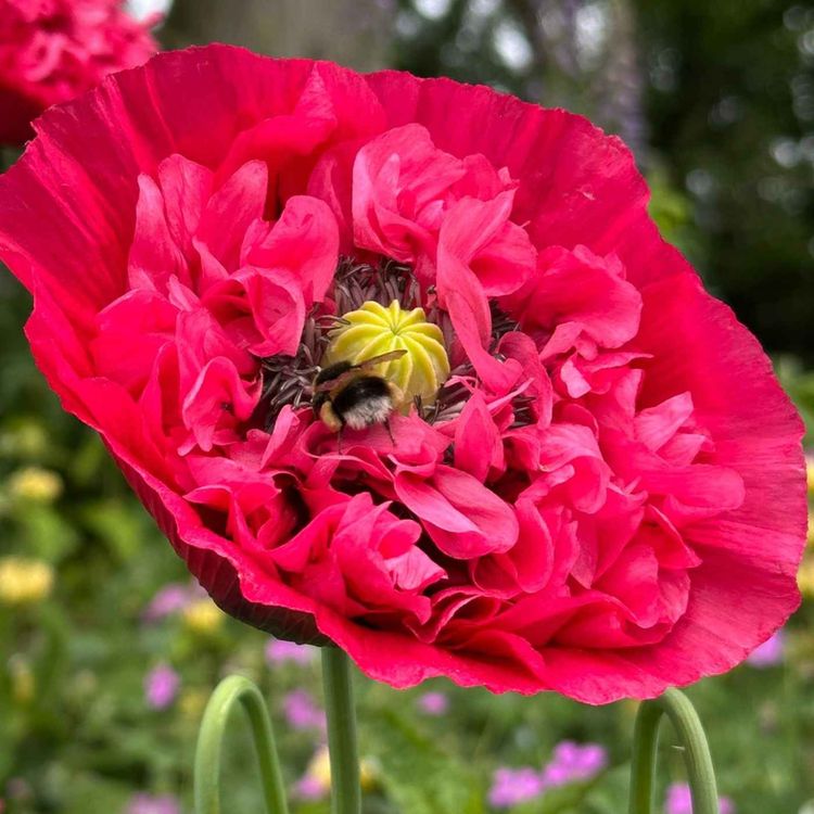cover art for Rosie's Roses in Full Bloom