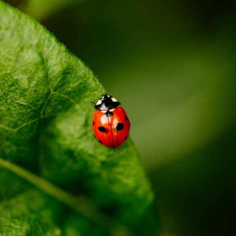 cover art for Thomas Quearney sends thousands of ladybirds to gardeners each week.