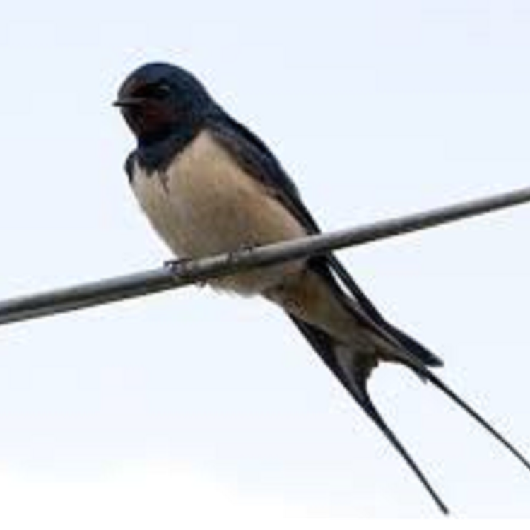 cover art for Late Lunch Wednesday April 21st 2021