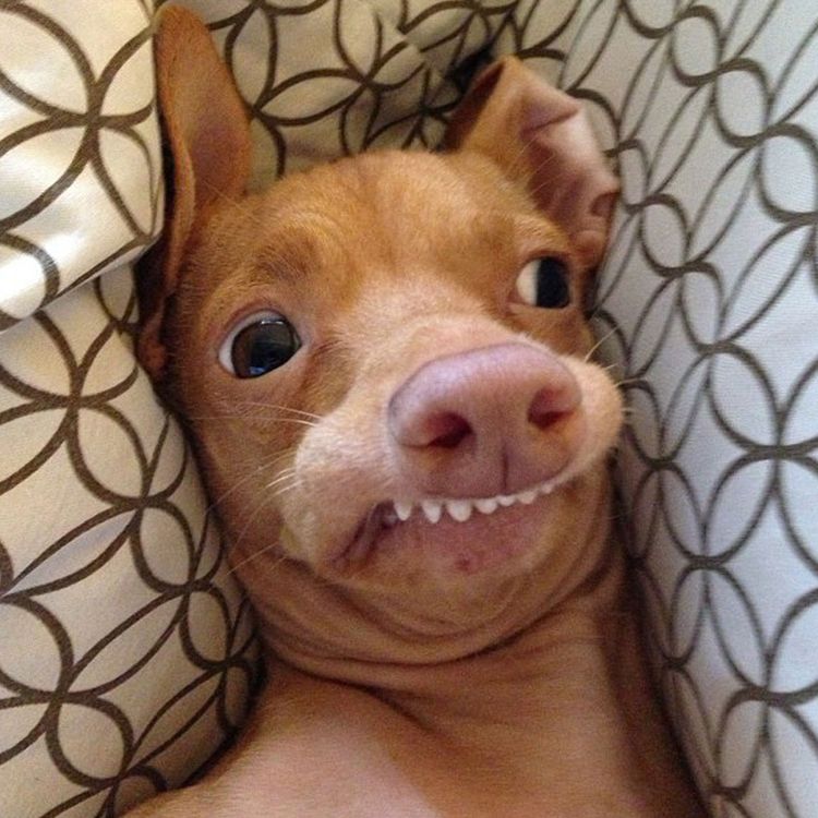 cover art for Insta Famous Dog Owner of Tuna Melts My Heart Explains How It All Started