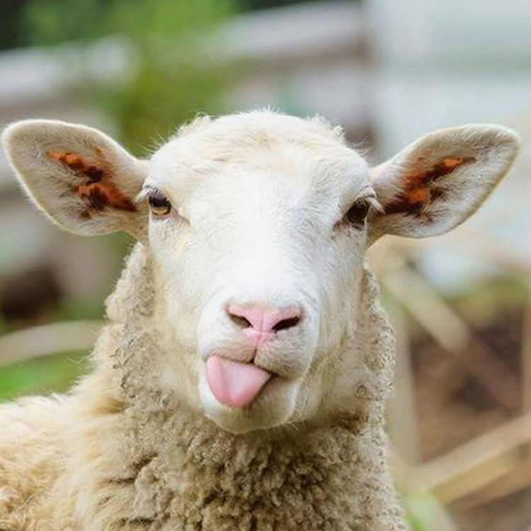 cover art for What Happens Why You Give Sheep Ketamine?