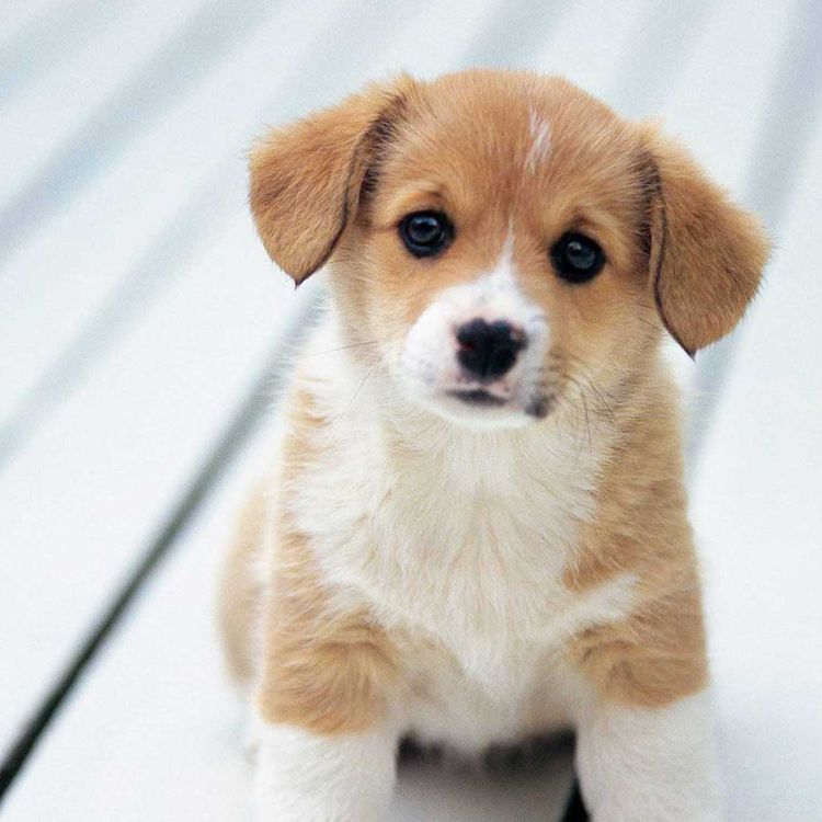 cover art for There's An Agency For Animal Actors in Ireland