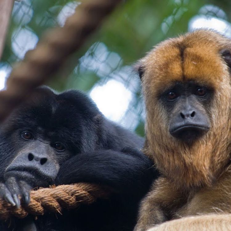 cover art for Monkeys With Smaller Balls Shout Louder