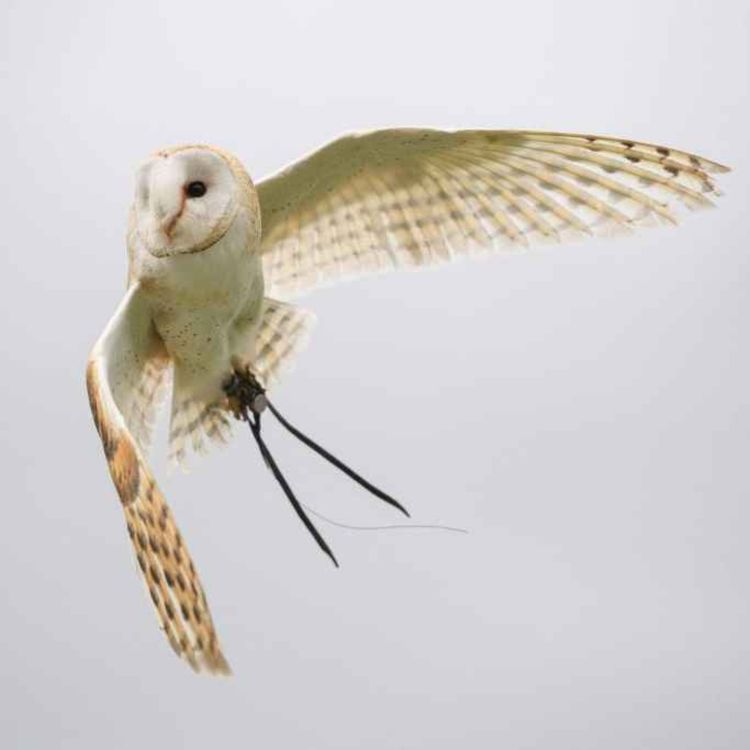 cover art for 4923: LISTEN¦ Conservationists celebrate a bumper year for barn owls - Frank spoke to Ross McIlwrath from Ulster Wildlife