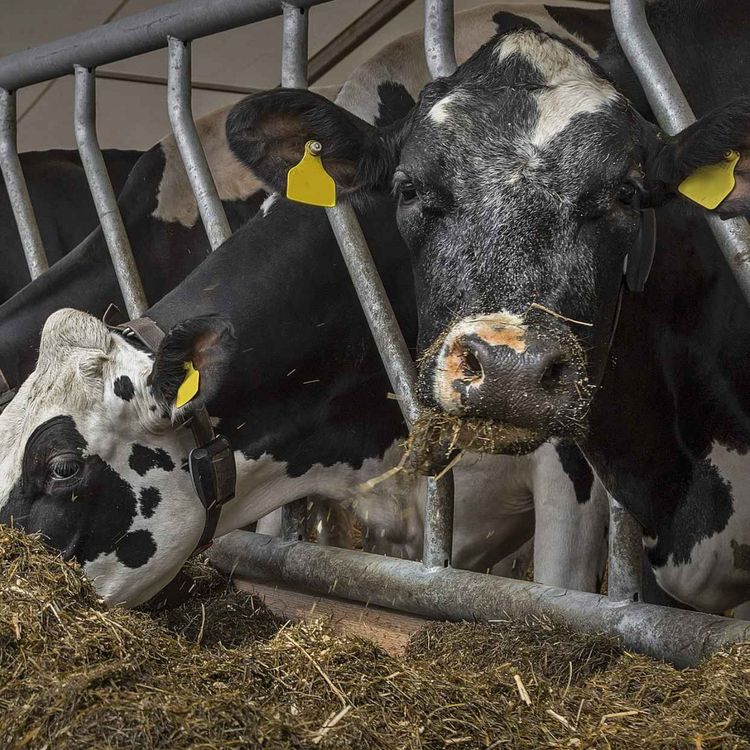 cover art for 4938: LISTEN¦  Would the Balmoral Show be improved by going vegan? Animal rights activist @andrewgoti and Belfast Telegraph columnist Fionola Meredith gave their thoughts